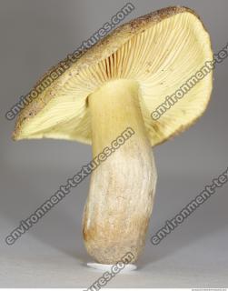 Photo Texture of Mushroom 0010